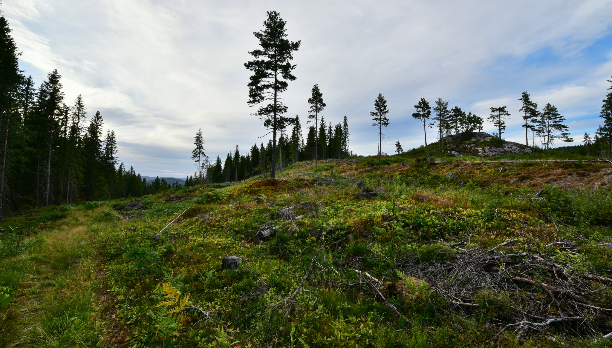 Allmannavegen turløype i Evje. Foto.